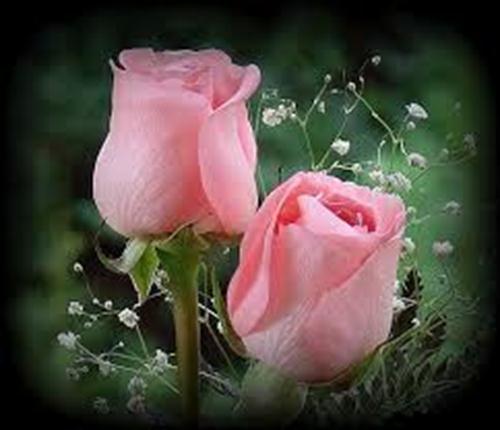 Những bông hồng đẹp nhất thế giới	